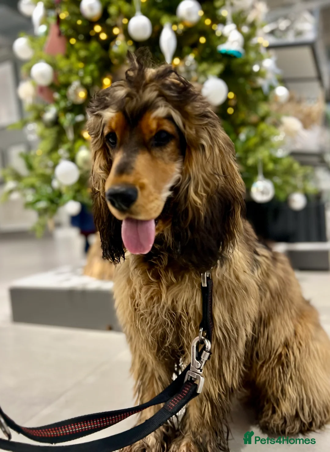 Cocker Spaniel dogs for stud: Beautiful Stud in Gloucester - Advert 9