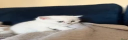 Scottish Fold cats for sale: Silver chinchilla Scottish folds  - Advert 12