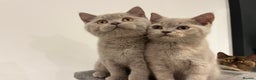 British Shorthair cats for sale: Pedigree British Shorthair Kittens Golden & Lilac - Advert 1
