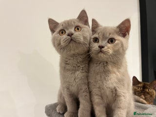 British Shorthair cats Pedigree British Shorthair Kittens Golden & Lilac - Advert 14