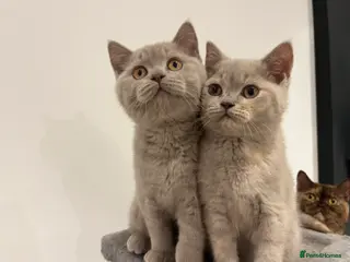 British Shorthair cats Pedigree British Shorthair Kittens Golden & Lilac - Advert 7