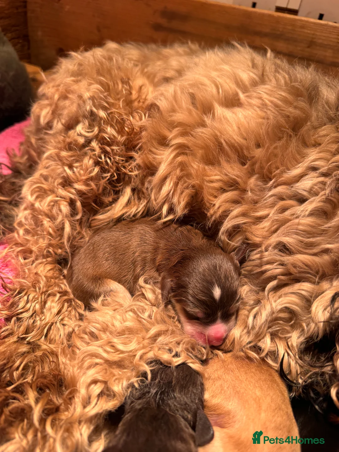 Cockapoo dogs for sale: Stable-tan-black cockapoos F2 - Advert 7