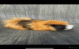 Guinea Pig rodents for sale: Guinea pigs  - Image 2