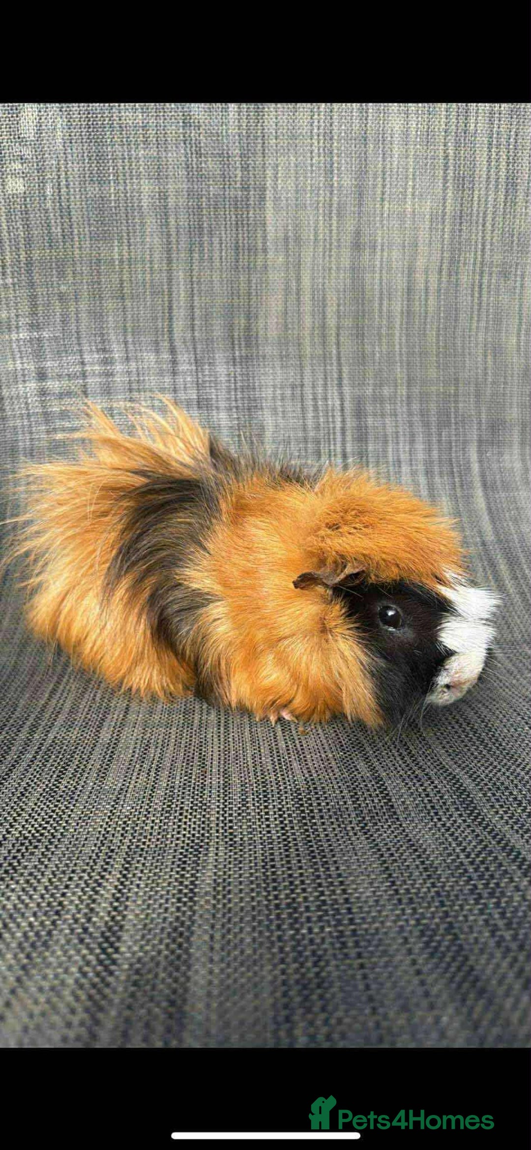 Guinea Pig rodents for sale: Guinea pigs  - Image 2