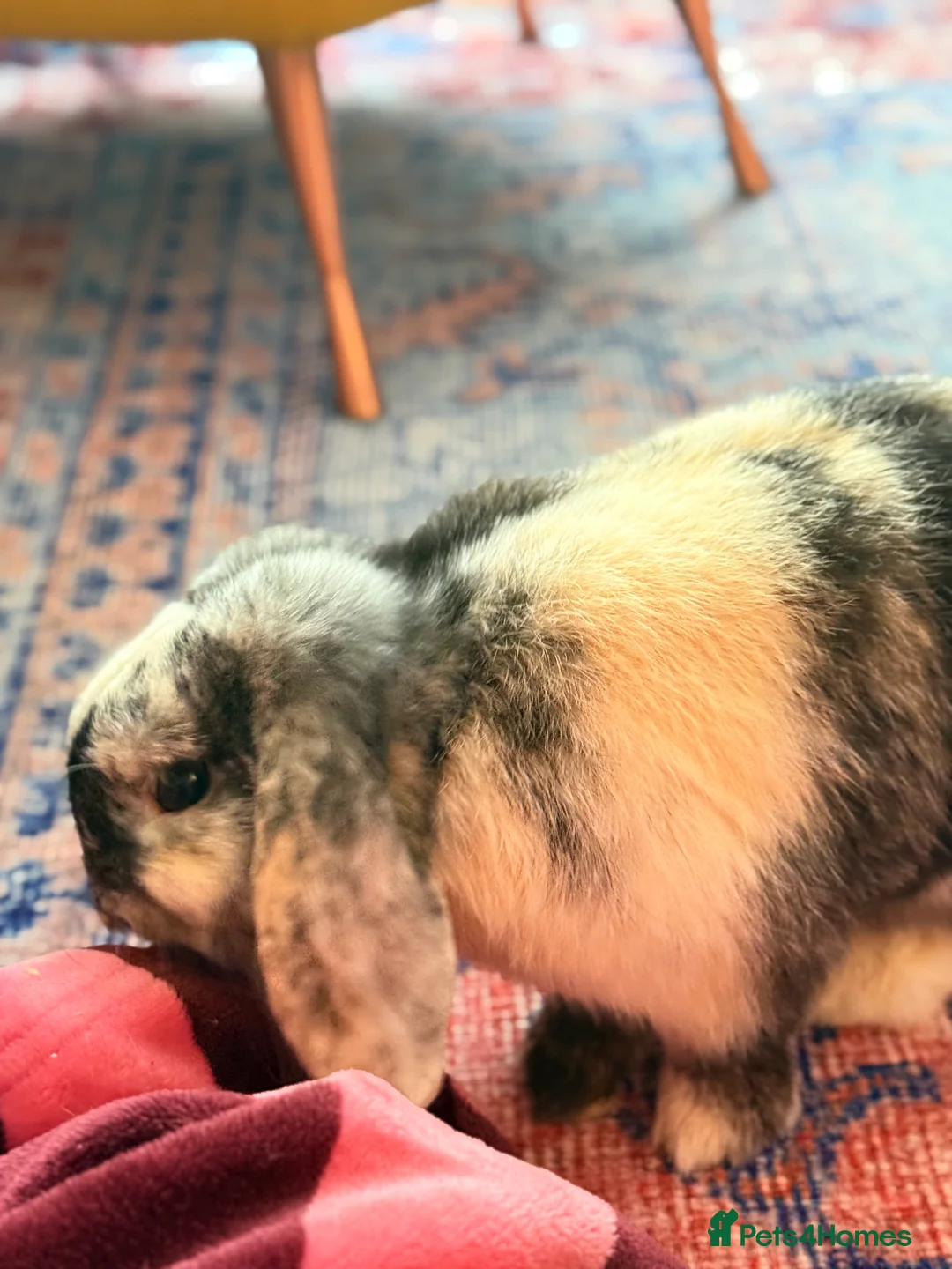 Dwarf Lop rabbits for sale: Two dwarf lop females  - Advert 10