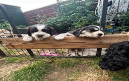 Cocker Spaniel dogs for sale: Gorgeous Cocker Spaniel Puppies - Image 21