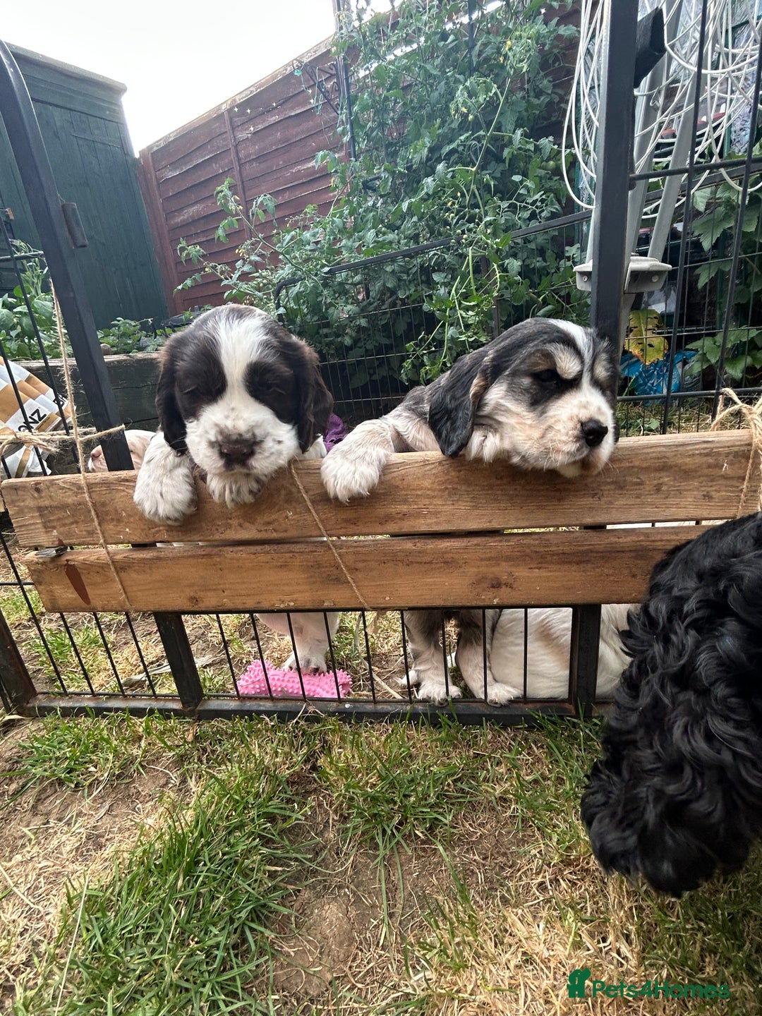 Cocker Spaniel dogs for sale: Gorgeous Cocker Spaniel Puppies - Image 21