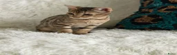 Bengal cats for sale: Stunning beautiful bengal kittens  - Advert 4