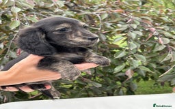 Miniature Dachshund dogs for sale: Miniature L/H Cream and Brindle puppies  - Image 3