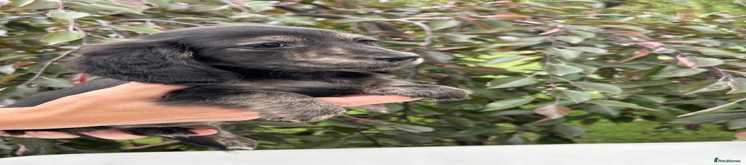 Miniature Dachshund Puppy 2