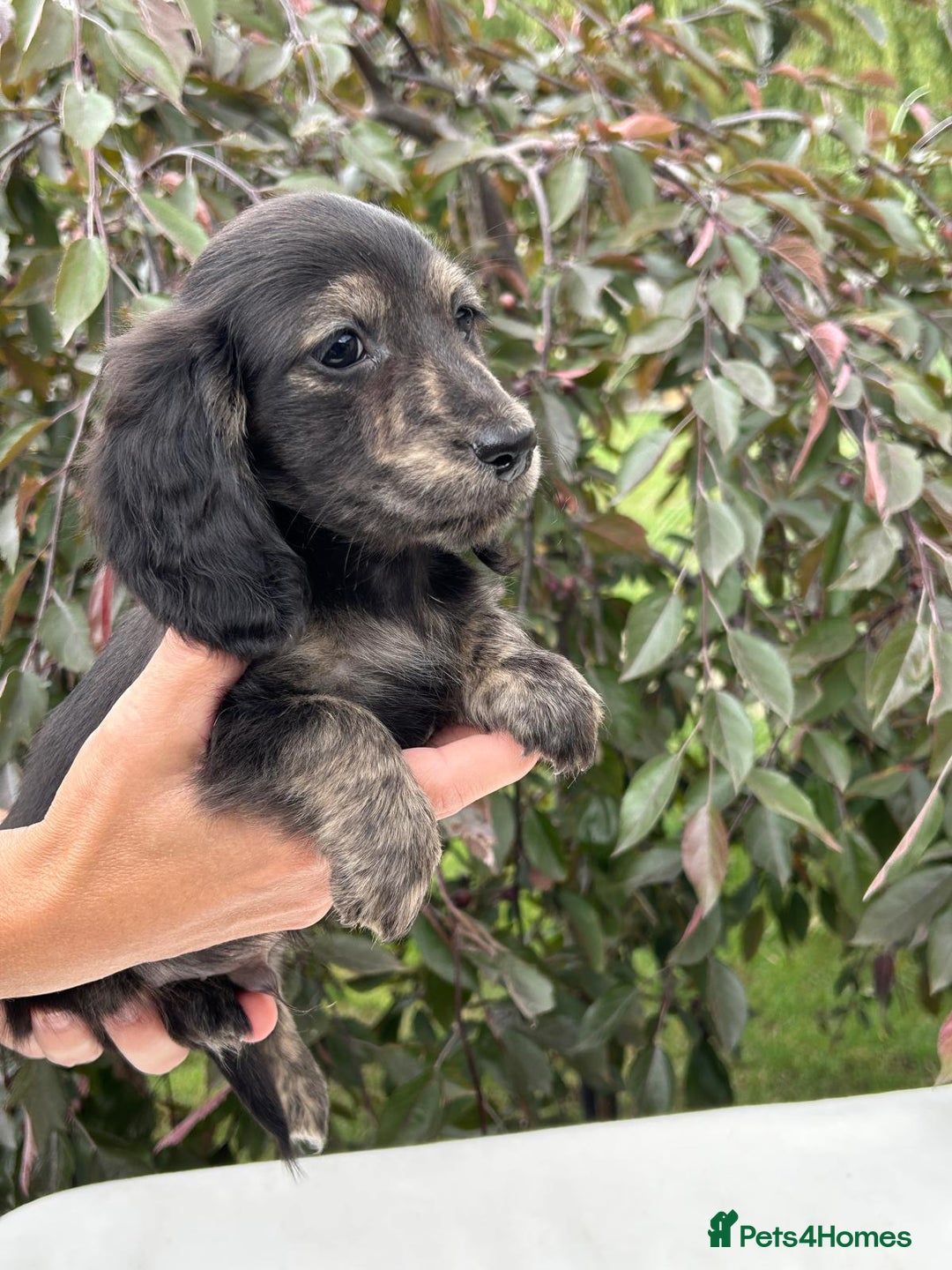 Miniature Dachshund dogs for sale: Miniature L/H Cream and Brindle puppies  - Image 3