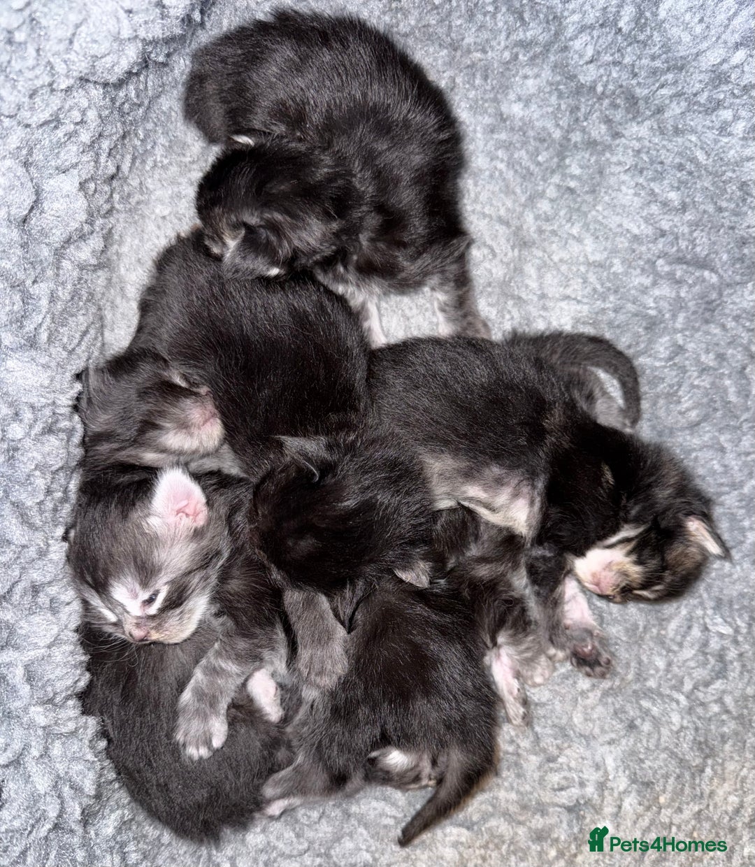 Maine Coon cats for sale: Maine coon kittens - Advert 3
