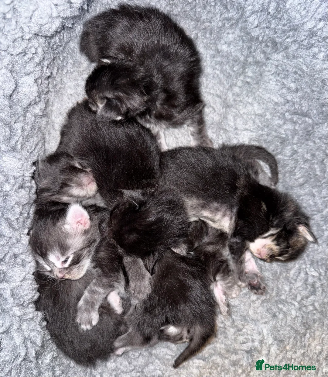Maine Coon cats for sale: TICA registered Russian lineage Maine coon kittens - Advert 34