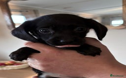 Cockerdor dogs for sale: Beautiful cockerdor puppies - Image 17