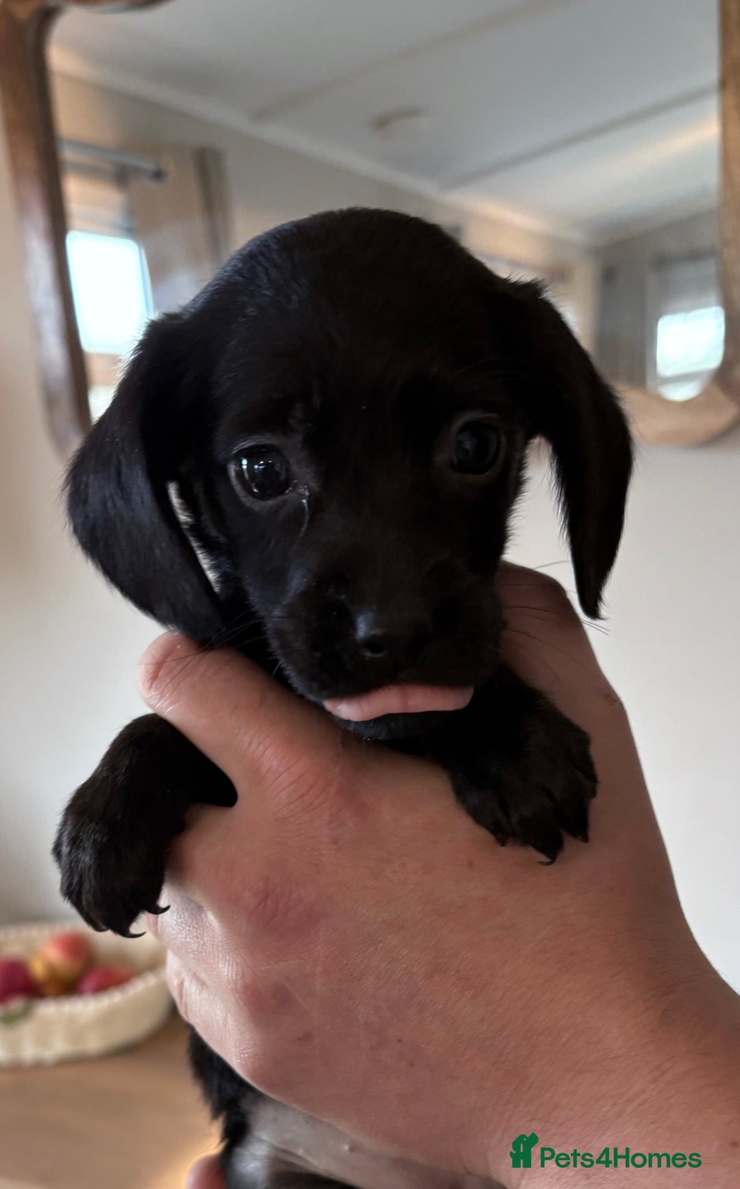 Cockerdor dogs for sale: Beautiful cockerdor puppies - Image 17