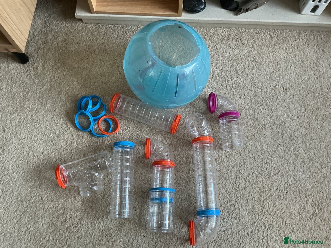 Hamster rodents for sale: Hamster for sale - Image 3