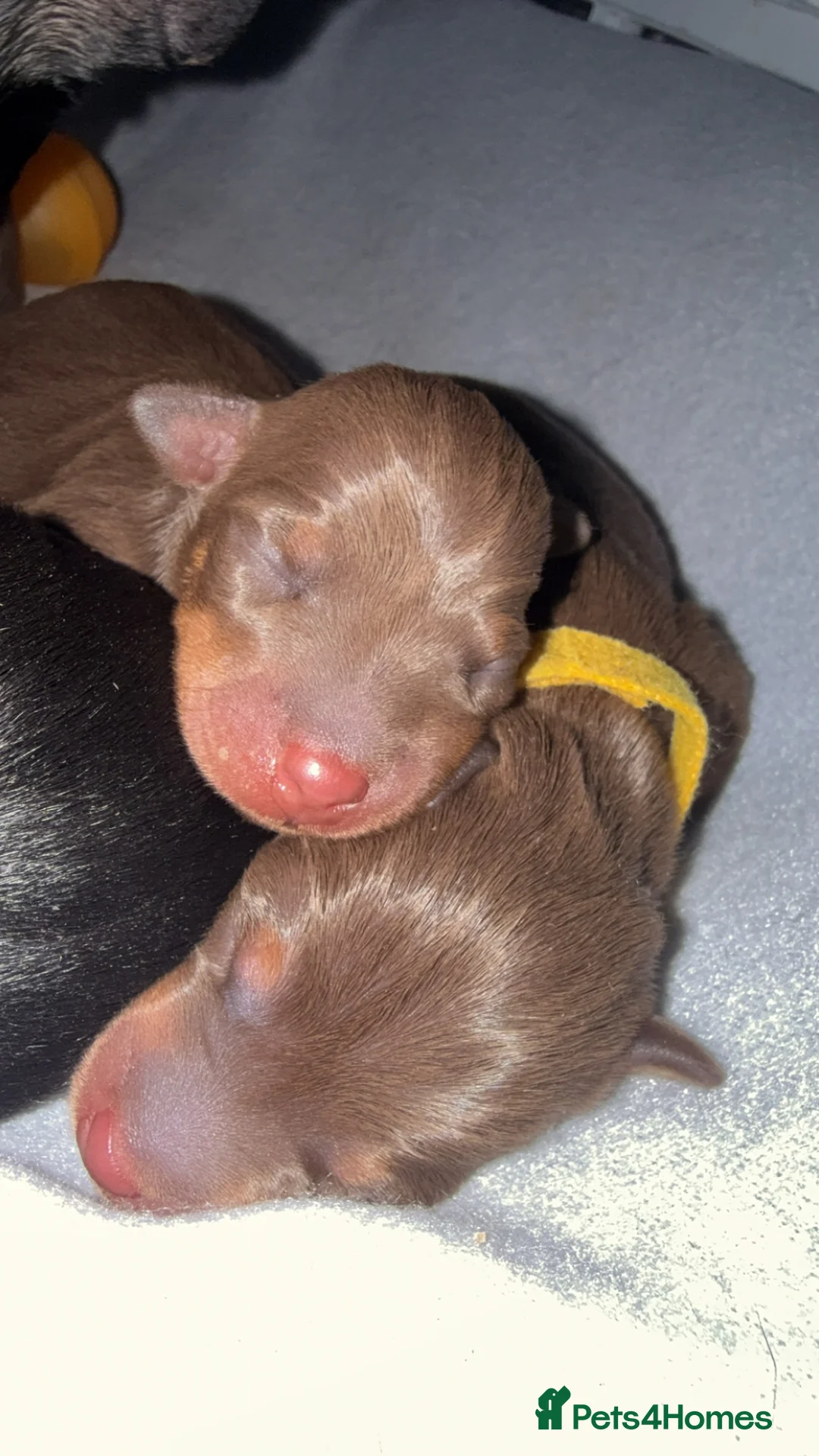 Miniature Pinscher dogs for stud: HELLBOY Miniature Pincher - Advert 9