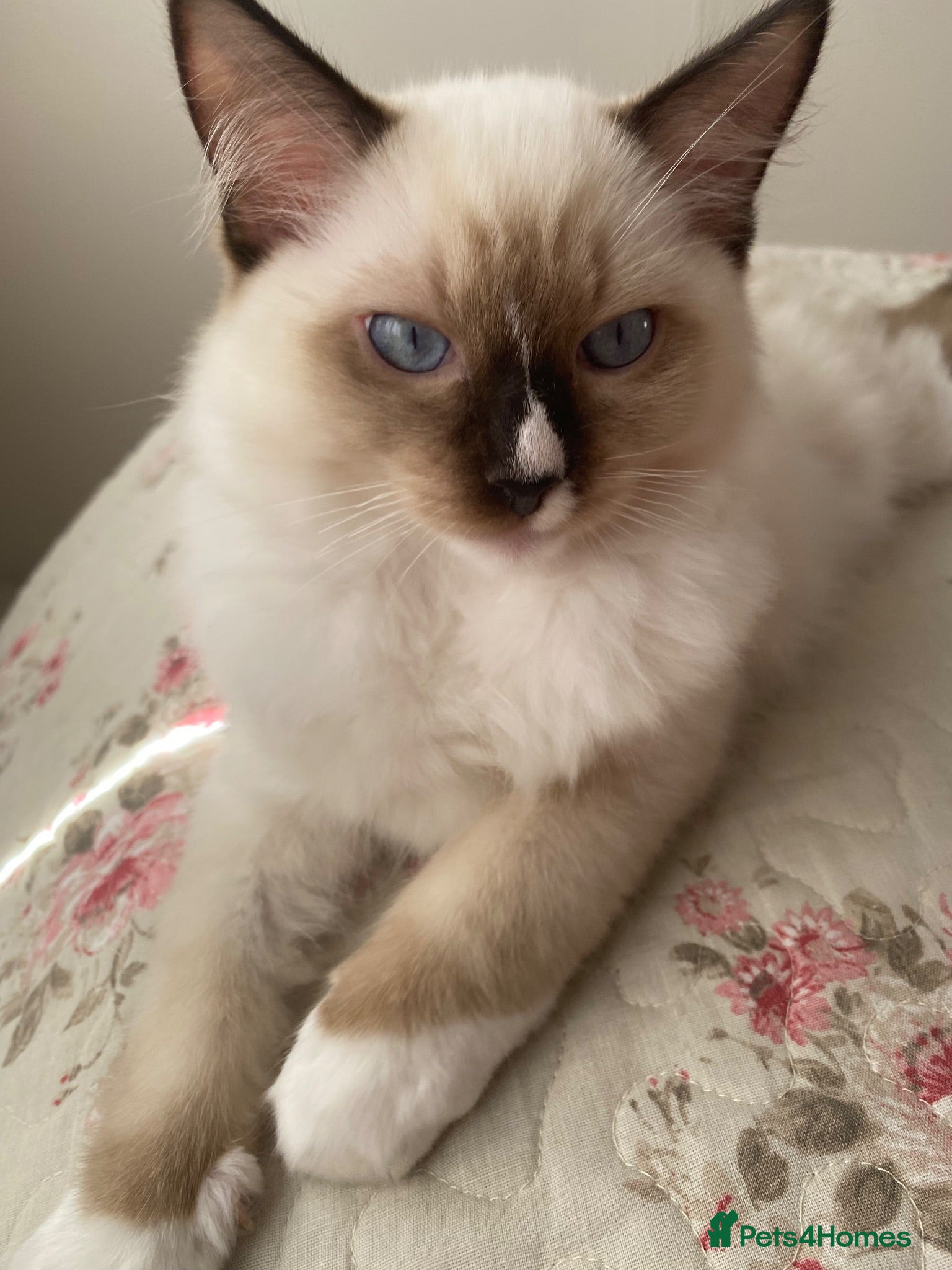 Ragdoll cats GCCF Best of Breed & Champion Bloodline Ragdolls🏆 - Advert 2