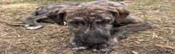 Lurcher dogs for sale: The last 2 lurcher pups.  in Skegness - Advert 5