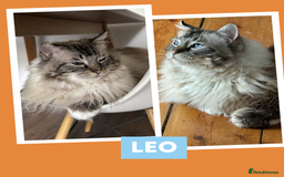 Ragdoll cats for adoption: Cuddle King and Constant Companion - Image 5