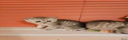 Mixed Breed cats for sale: 4 Beautiful Persian cross kittens  - Advert 5