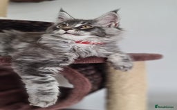Maine Coon cats for sale: PEDIGREE MAINE COON KITTENS 5 BOYS - Image 23