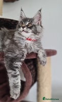 Maine Coon cats - Advert 7