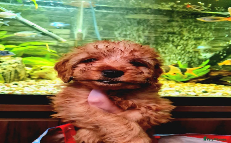 Cockapoo dogs - Advert 1