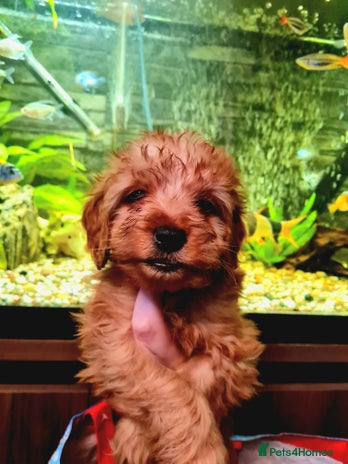 Cockapoo dogs - Advert 1