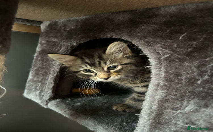 Mixed Breed cats - Advert 15