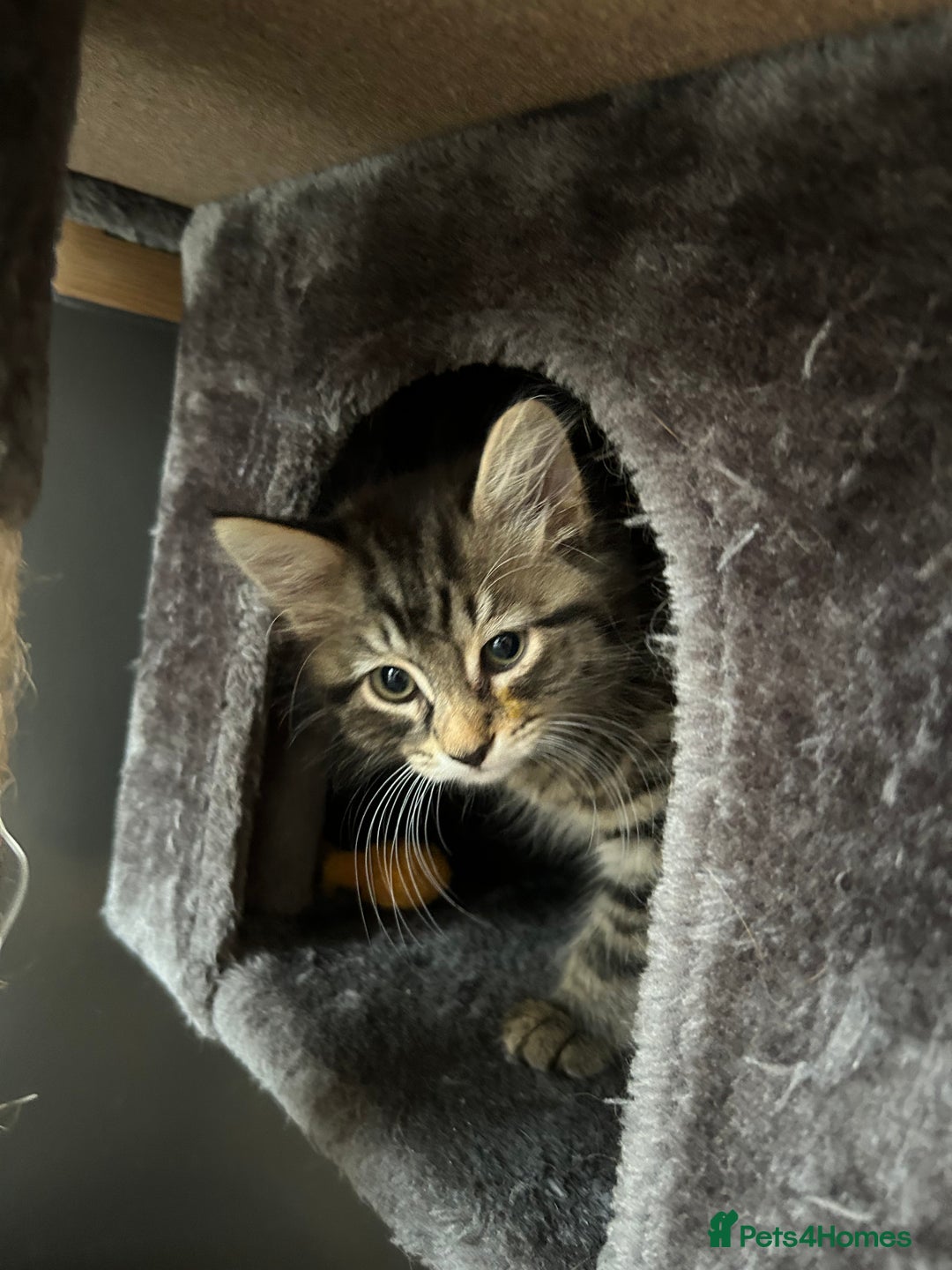 Mixed Breed cats for sale: Fluffy boy  - Image 1