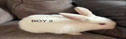 Mixed Breed rabbits for sale: Mixed breed baby rabbits - Advert 4