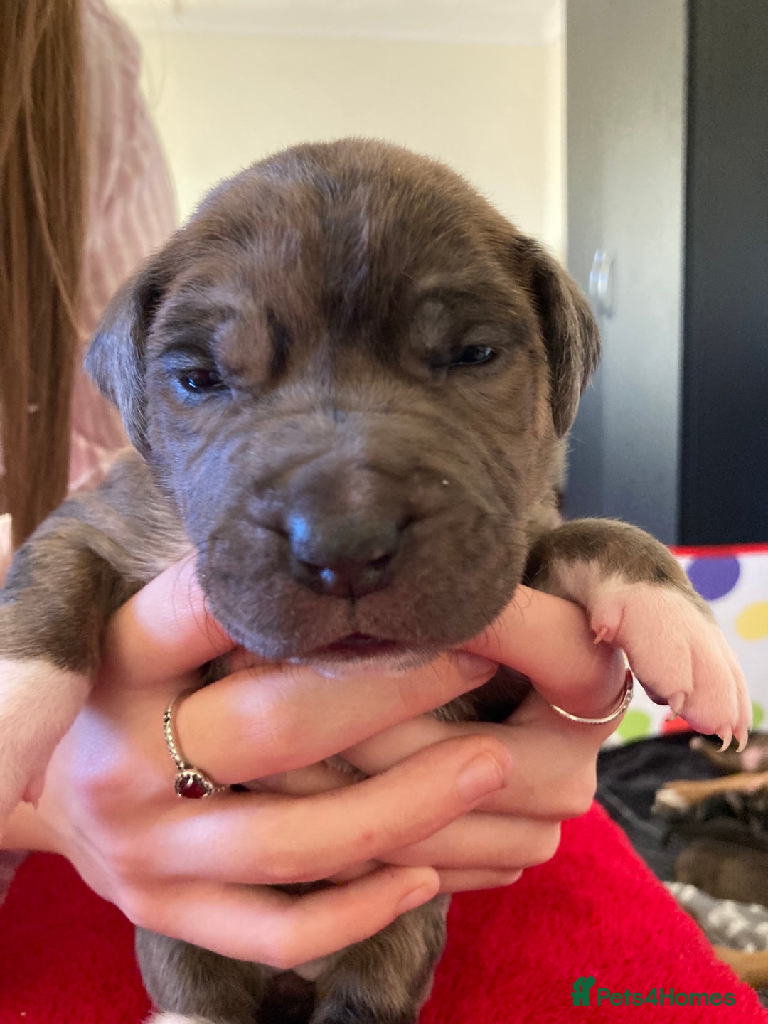Mixed Breed dogs for sale: Mastiff x Staffy Puppies  - Advert 9