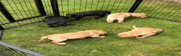 Labrador Retriever dogs for sale: Yellow Labrador puppies  in Malton - Advert 4