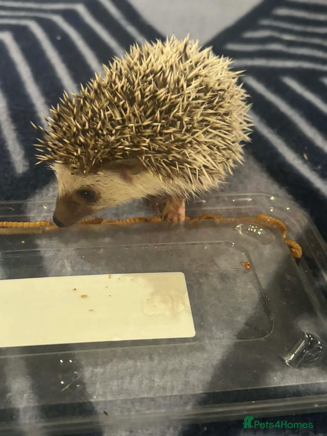 Pygmy Hedgehog rodents for sale: 2 male African pygmy hedgehogs for sale  in Airdrie - Advert 6