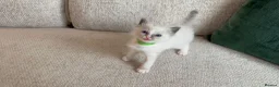 Ragdoll cats for sale: Ragdoll Babies - Advert 8