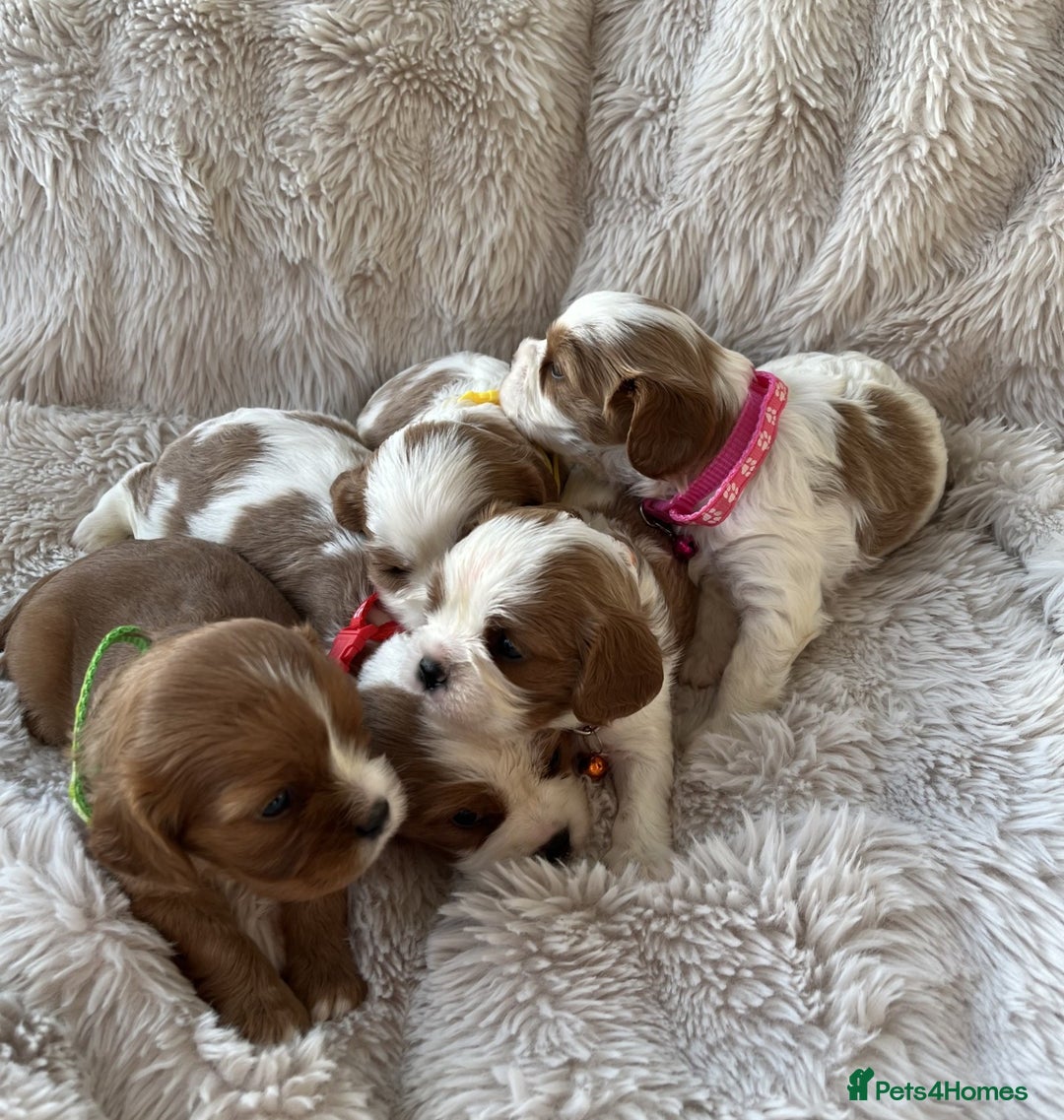 Cavalier King Charles Spaniel dogs for sale: Chocolate Carriers KC Vet Health Checked - Advert 20