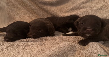 Miniature Schnauzer dogs - Advert 13