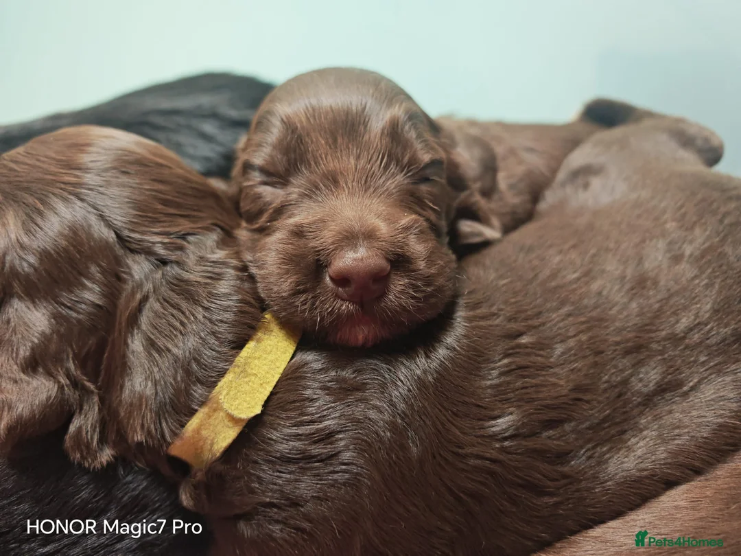 Cocker Spaniel dogs for sale: Working cocker spaniel puppies - Advert 7