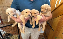 Labrador Retriever dogs for sale: 6 Pedigree Fox Red Labrador Puppies - Image 7