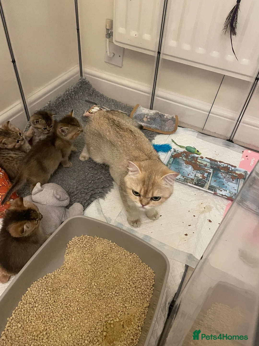 British Shorthair cats for sale: Last kitten available - TICA registered  - Advert 2