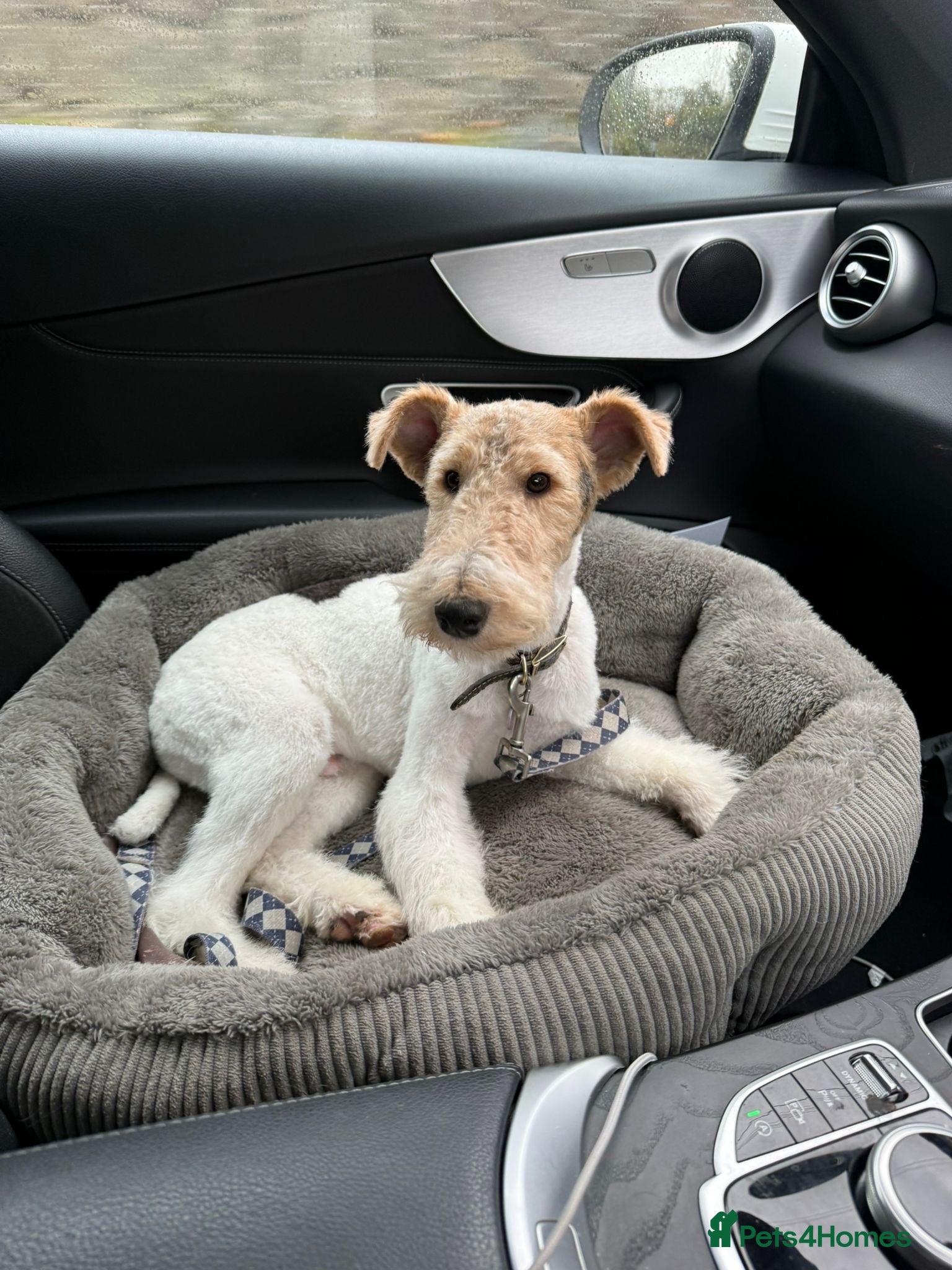 Fox Terrier dogs Fox Terrier Puppy 9 Months - Loving Home Only - Advert 1