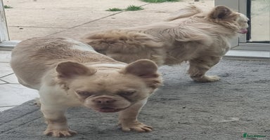 French Bulldog dogs - Advert 2