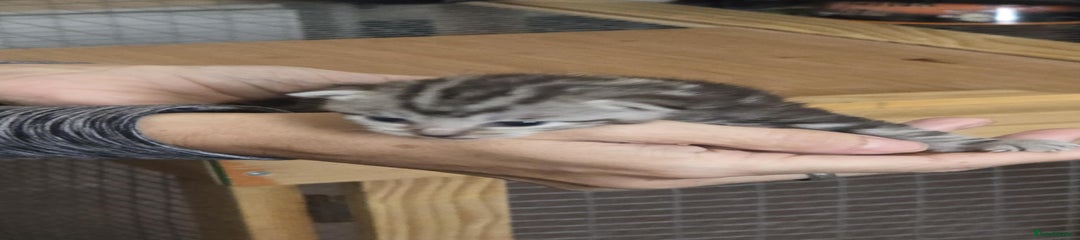 Savannah Kitten 2
