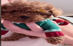 Toy Poodle dogs for sale: Toy Poodle - Advert 1