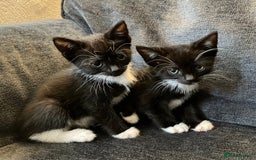 Mixed Breed cats for sale: Girl kittens for good homes only - Image 4