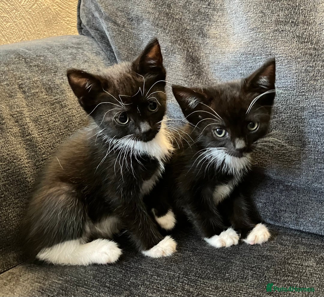 Mixed Breed cats for sale: Girl kittens for good homes only - Image 4