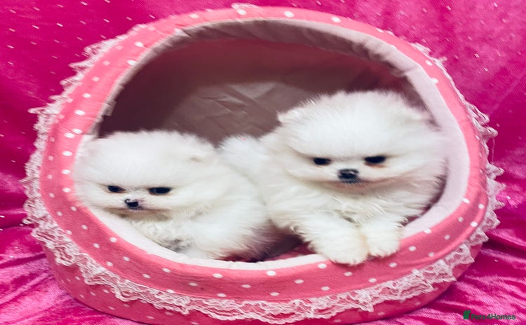 Pomeranian dogs - Advert 1