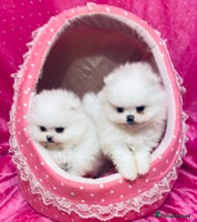 Pomeranian dogs - Advert 4