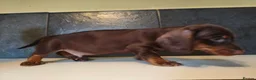 Dachshund dogs for sale: Standard dachshund puppies  - Advert 2
